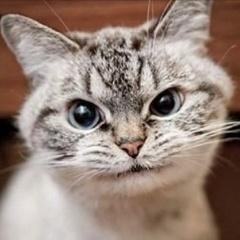 Ната Британи, Москва