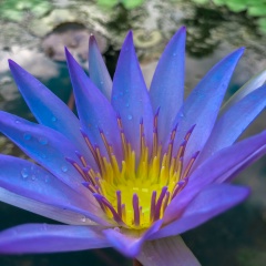 Shu Chi, 05.02.1997, Dawei