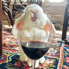 Gulnara Temerzhanova, 18.01.1993, Алматы