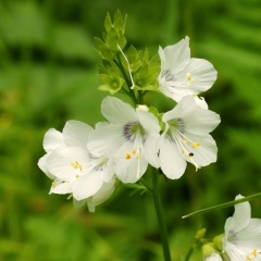 Майя Садыкенова, Астана