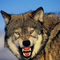 Akhmad Amhaf, 23.02.2003, Москва