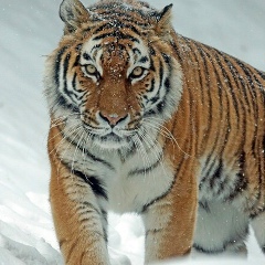 Аман Кенес, 25.12.1992, Атырау