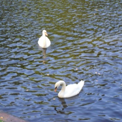 Рима Намазова, 16.12, Санкт-Петербург