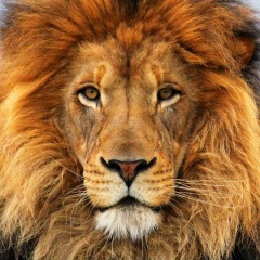 Лев Баженов, 31.07.2000, Нижний Тагил