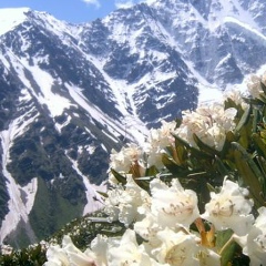 Жазгул Орозбекова, 31.03