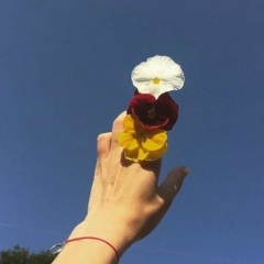 Алим Захаров, Владикавказ