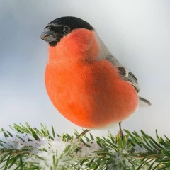 Ирина Рогатовская, 15.06, Алматы