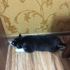 Папина Дочка