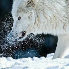 Игорь Шестаков, 11.01.1998