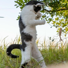 Владимир Буль, Курск