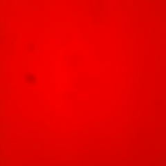 Елена Юрьевна