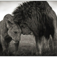 Сайхан Татаев, 17.04, Санкт-Петербург