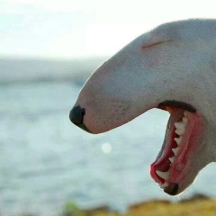 Spanky Ham, Сергиев Посад