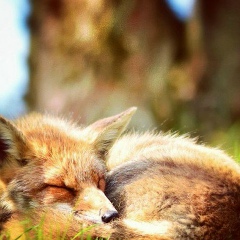 Виктория Крапенко, 10.06, Москва