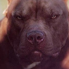 Мохаммад Пайзулаев, 27.08.1901, Santiago de Cuba