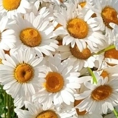 Галинка Максимова, 11.10, Томск