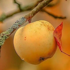 Азамат Сулайманов