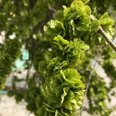 Aygerim Akberdi, 27.11.1990, Актау