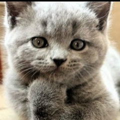 Максим Романцов, 19.06.1984