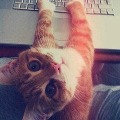 Halil Habib, 04.02.1995, Брест