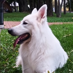 Тёма Колегов, 30.11, Горно-Алтайск