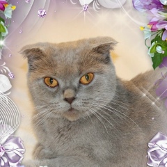 Александра Наумец, 20.03.1987, Киев