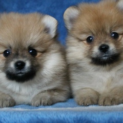 Юлия Бабенко, 22.04.1980, Новочебоксарск