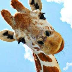 Александра Цвилева, 26.04