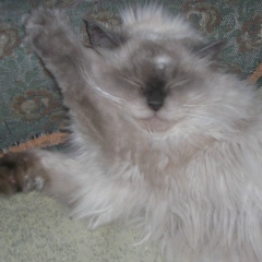 Маргарита Петрова, 18.03.1990, Санкт-Петербург