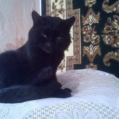 Александр Демиденко