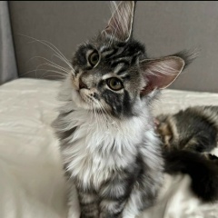 Карина Величко, 21.02, Санкт-Петербург