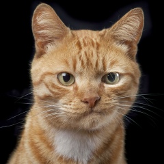 Илья Абрамов, 24.04.1901, Можайск