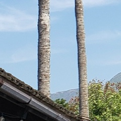 Дима Мандрыка, 19.07.1999, Cleveland