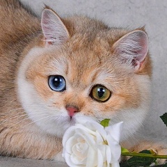 Елизавета Липовенко, 17.11.1971, Москва