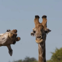 Вера Морева, Воронеж