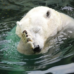 Boba Drum, 13.03.1985, Санкт-Петербург