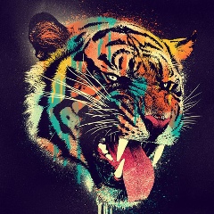 Dany Sharf, 30.12.1985