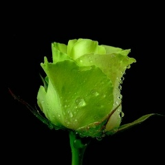 Дина Нуриева, 07.02, Казань