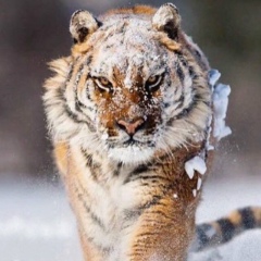Максим Перепелица, 09.07.1977, Москва