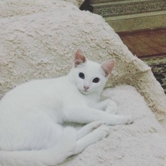 Керим Дагин, Москва