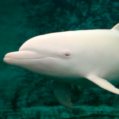 Dolphin White, 01.08, Сочи