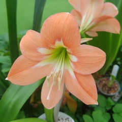 Алена Шаваракова, 06.05.1983, Москва