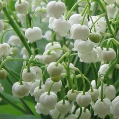 Gulnara Yarullina, 26.06, Казань