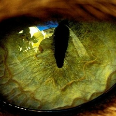 Алексей Елагин