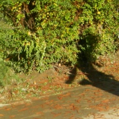 Вера Степаненко, 20.01.2000, Москва