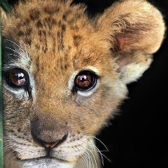 Арыстан Жумадил