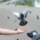 Данияр Халдаров, Красноярск