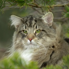 Сергей Кривенко, 21.01.1976, Витебск