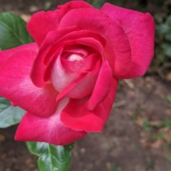 Анастасия Токарская, 25.12.1983, Симферополь