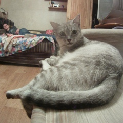 Александр Гридякин, Киев